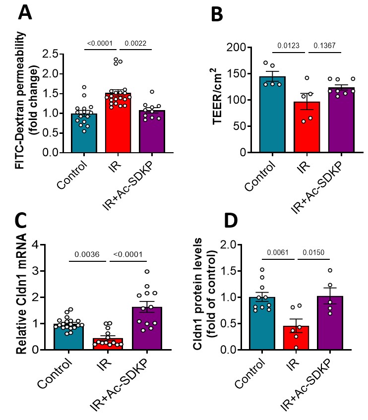 Effects of radiation and Ac-SDKP on coronary vascular endothelial cell (HMVEC) Cldn1 expression, vascular permeability, and endothelial barrier integrity. Radiation exposure (9 Gy) increased endothelial permeability, as measured by the FITC-dextran assay (A), and impaired endothelial barrier functio