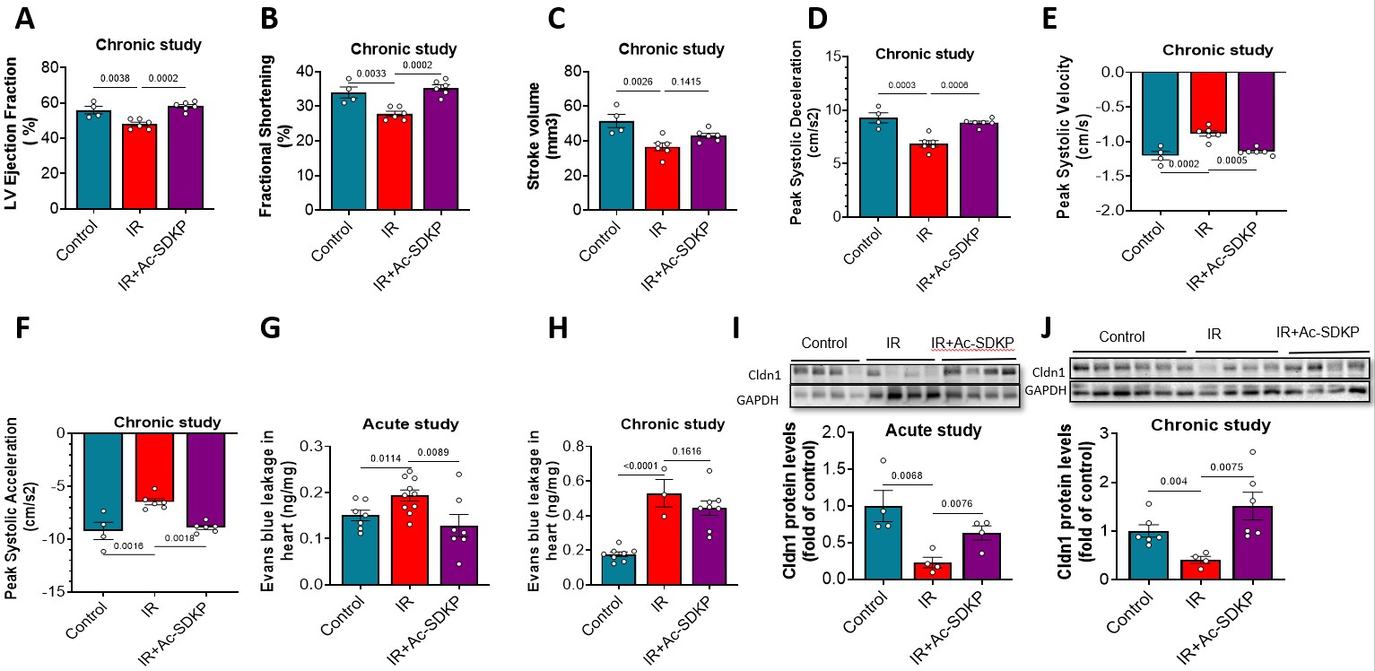 Effects of radiation and Ac-SDKP on cardiac function, cardiac vascular permeability, and Cldn1 levels. Radiation exposure (45 Gy, 15 fractions) impaired left ventricular ejection fraction (A), fractional shortening (B), stroke volume (C), peak systolic deceleration (D), peak systolic velocity (E), a