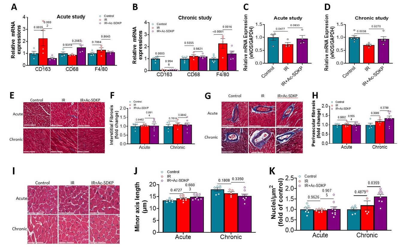 Effects of radiation and Ac-SDKP on fibroinflammatory response. Effects of radiation and Ac-SDKP on macrophage-associated inflammatory markers (CD163, CD68, and F4/80) in acute (A) and chronic (B) study models. mRNA expression of eNOS is shown for acute (C) and chronic (D) models. Representative tri