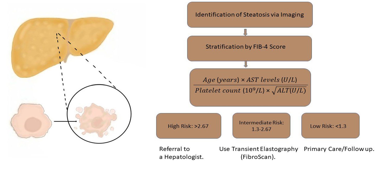 FIB-4 Risk Stratification Flowchart. A tiered clinical approach for primary care triage. Patients with a FIB-4 score < 1.3 (or < 2.0 for those aged > 65) are considered low risk [33,3]. Those in the Indeterminate Risk category (FIB-4 1.3 – 2.67) require secondary testing [4]. Finally, patients with 