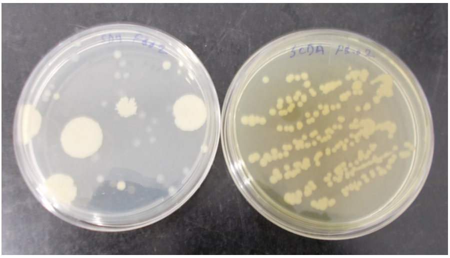 Petri plates after incubation (cfu per 4-hr settle plate).