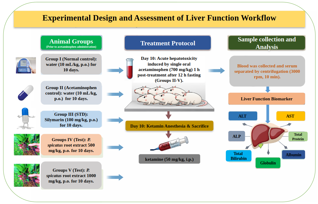 Schematic overview of the experimental design and liver function assessment workflow illustrating animal grouping, treatment regimen, sample collection, and biochemical evaluation of hepatic biomarkers in acetaminophen-induced hepatotoxicity in rats.