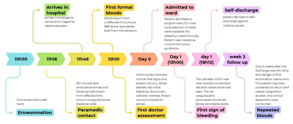 Timeline of the patient’s clinical course and key events from envenomation to follow-up.