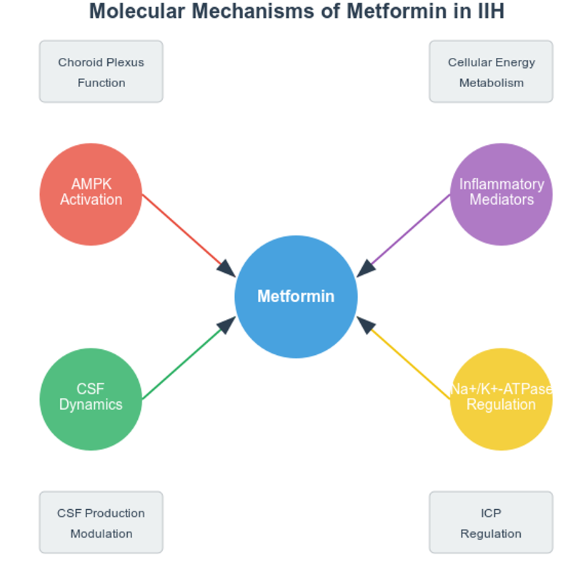 Mechanisms of Action of Metformin in IIH.