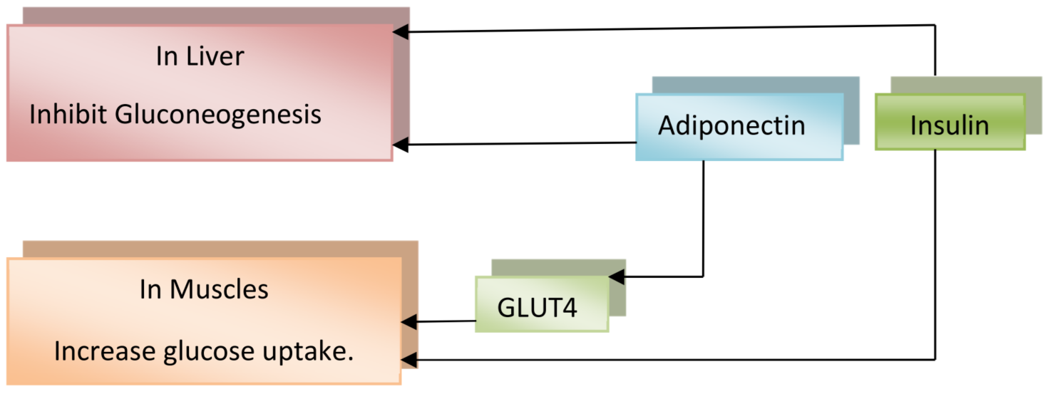 Effects of Adiponectin and Insulin on Glucose Metabolism in Liver and Muscle. This diagram illustrates the inhibitory effect on gluconeogenesis in the liver and the increase in glucose uptake in muscle tissues mediated by GLUT4, based on findings from Baldelli S et al., 2024 [12], and Guo et al., 20