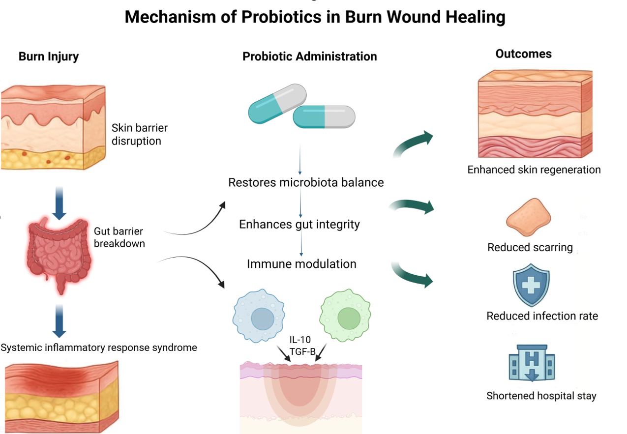 Mechanism of action of probiotics in wound and burn management.