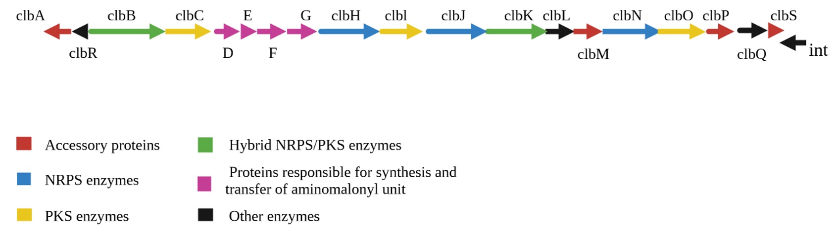 Organization of pks^+ island (Modified figure based on Nougayrède et al.’s (2006) [64] illustrations)