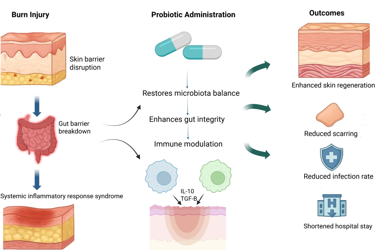 Mechanism of action of probiotics in wound and burn management.
